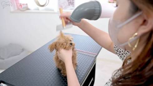 カットされる子犬