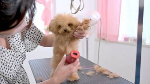 カットされる子犬