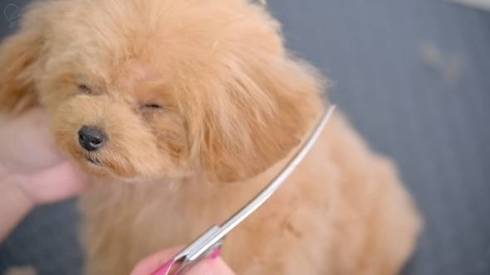 うっとり子犬