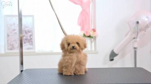 トリミング前の子犬