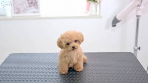 トリミング後の子犬