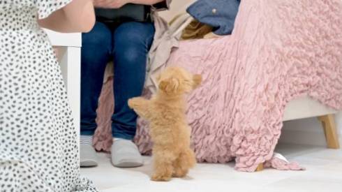 飼い主のところにいく子犬