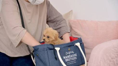 ぴかぴかな子犬