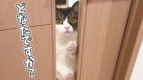 髪形が変わった飼い主を見た猫