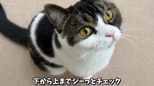 いつもと違う飼い主を凝視猫