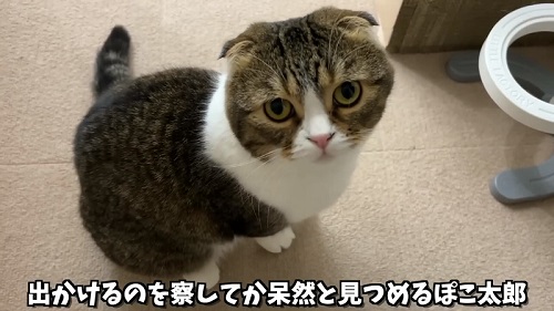 寂しそうな猫