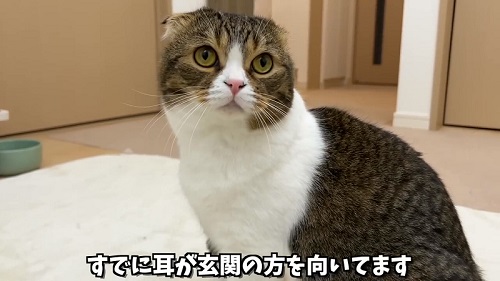 帰宅を察知猫