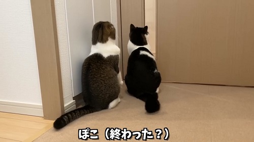 待機する猫