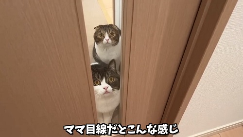 けなげな猫