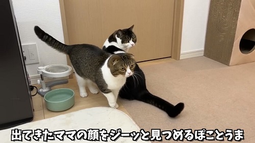 髪形を見た猫