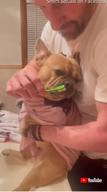 いやがるワンコ