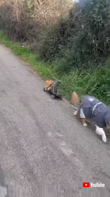 スケボーに乗る猫たち