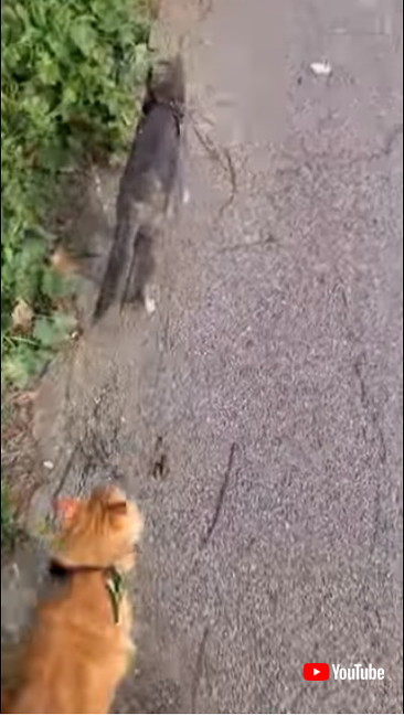 一列になる猫たち