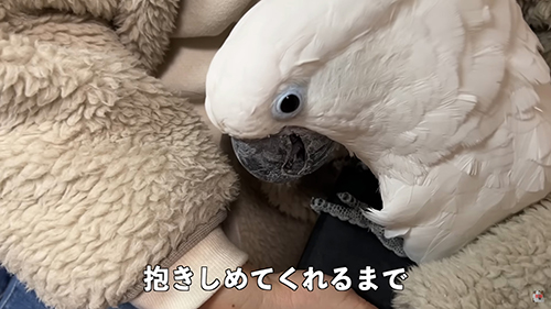 抱きしめてくれるまで