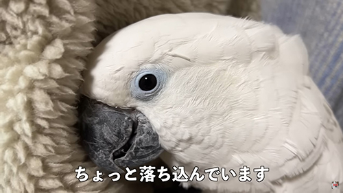 ちょっと落ち込んでいます