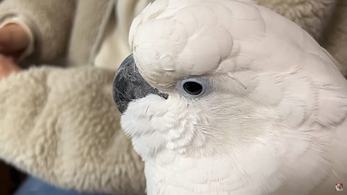 ゆきまるくん顔アップ