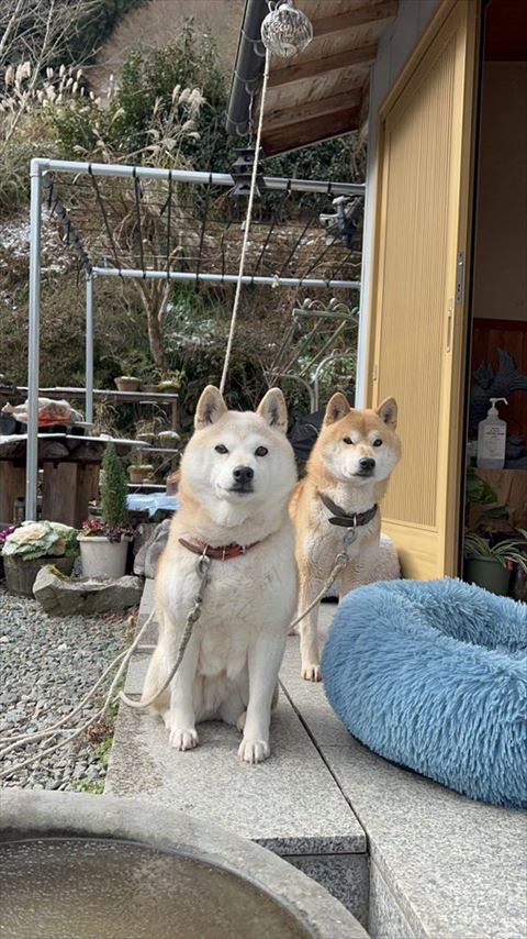 柴犬2匹