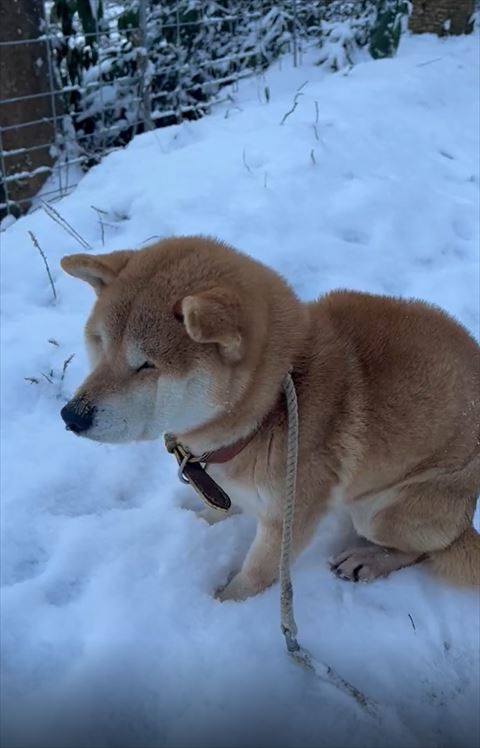 雪の上姿勢低くかがめるワンコ