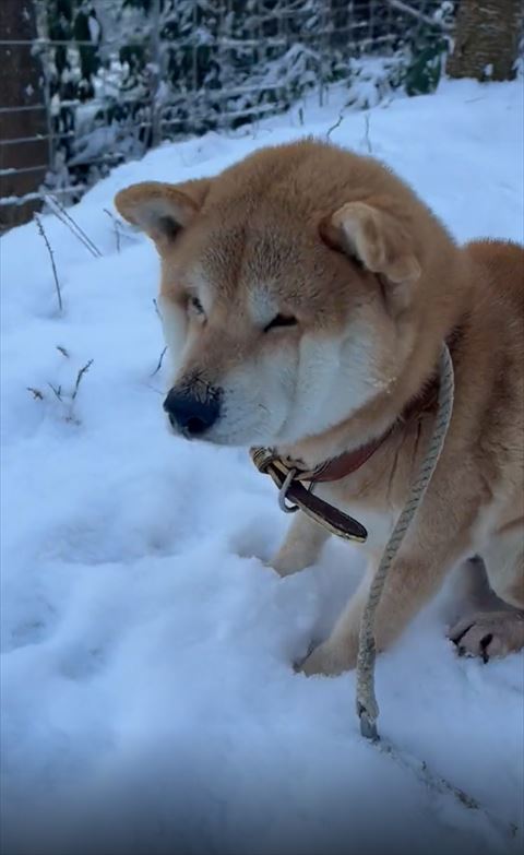 雪の上ワンコ少し寄り
