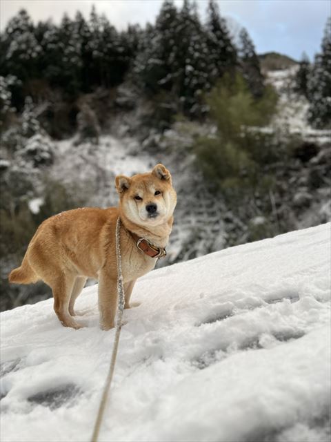 雪道ワンコ横から
