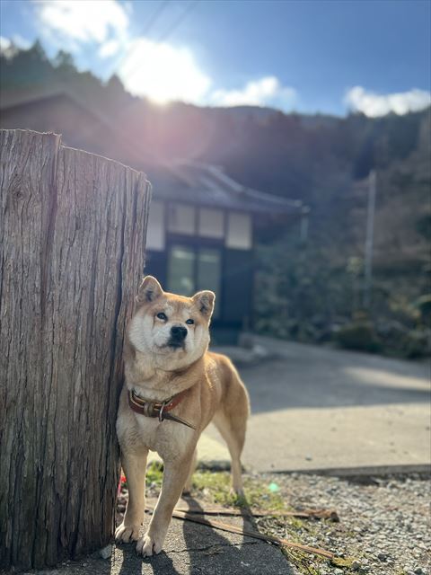 光に照らされるワンコ