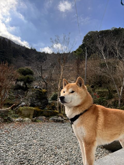 山をバックにした柴犬