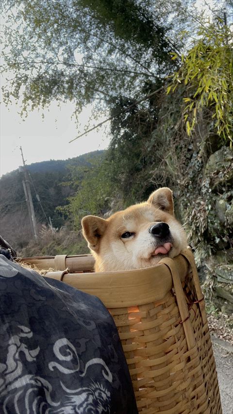 カゴに入ったワンコ