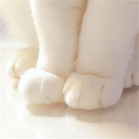 猫の足