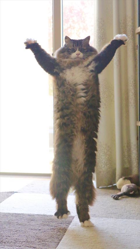 Tポーズ猫