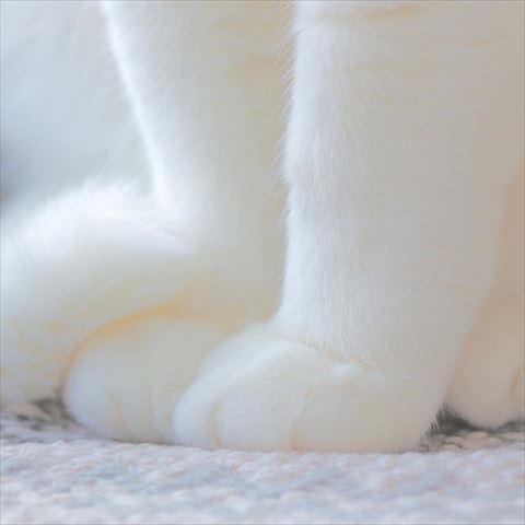 しっぽが巻き付くそろった前足