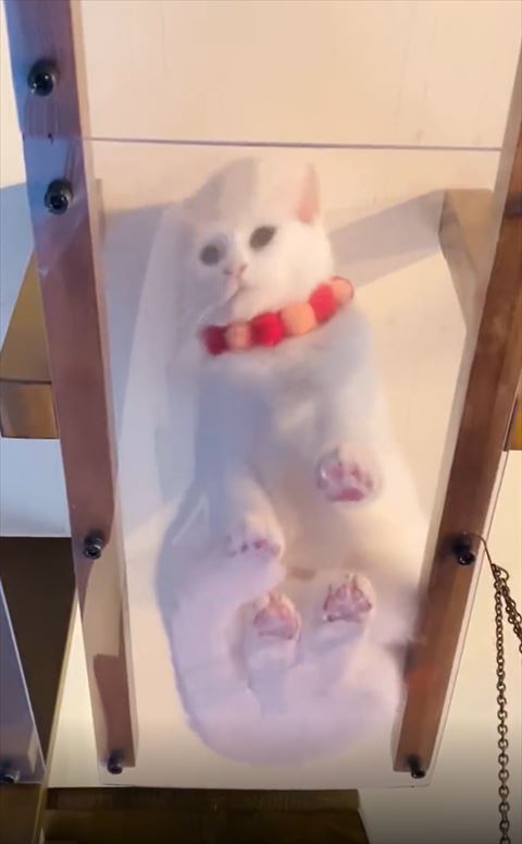 キャットウォークから遠くを見る猫ちゃん