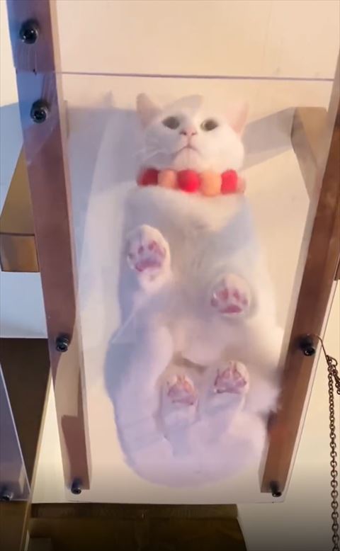 キャットウォークで正面見る猫ちゃん