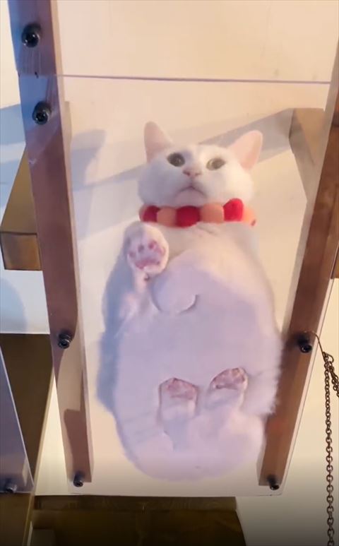 キャットウォークで座る猫ちゃん