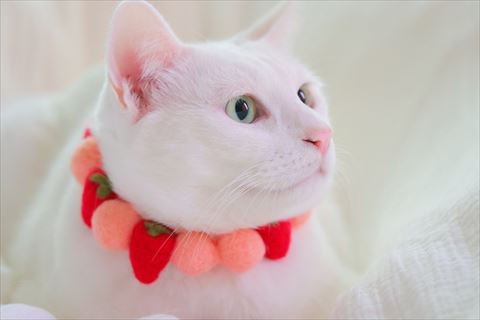 イチゴの首輪つける猫