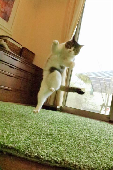 片足あげる猫