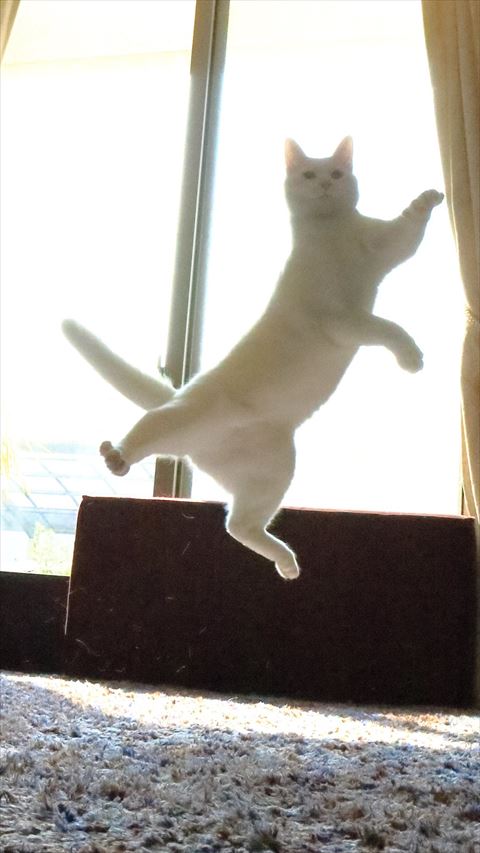 飛んでる白猫