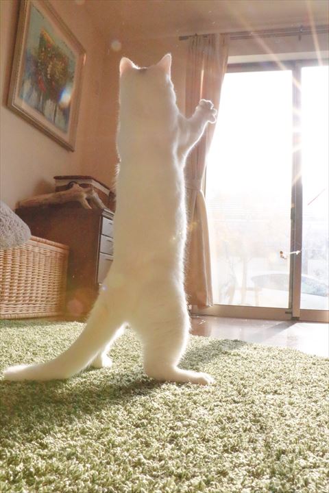 日の光をあびる猫