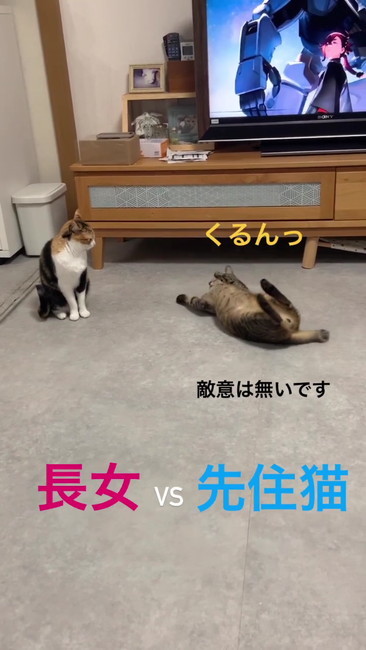 敵意はないです