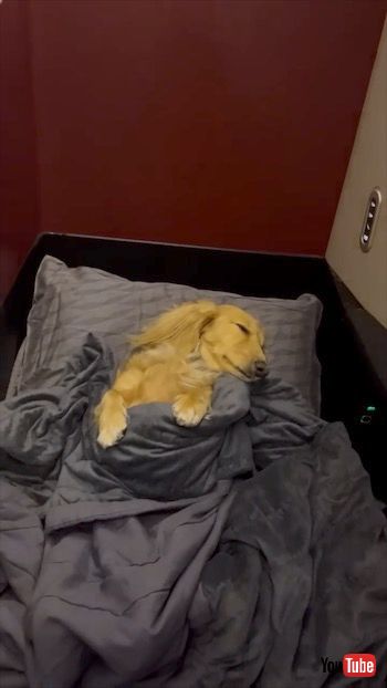 寝ているワンコ