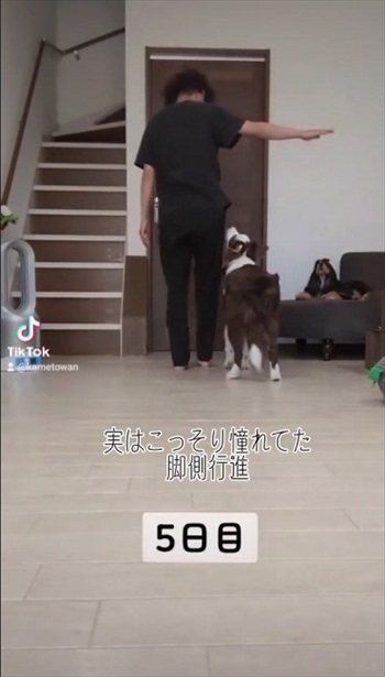 練習する犬