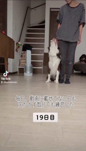 19日目の犬
