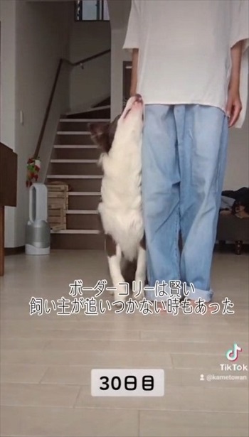 30日目の犬
