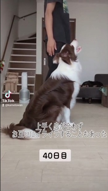 40日目の犬
