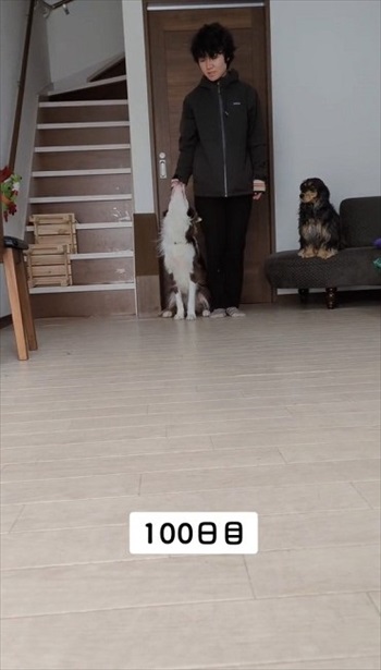 100日目の犬