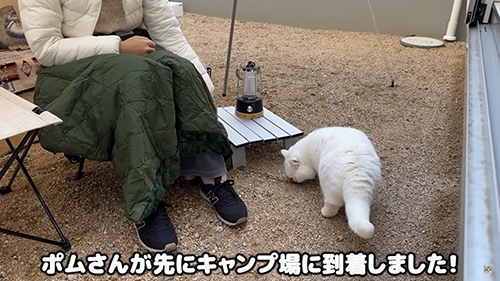 ポムさんが到着しました