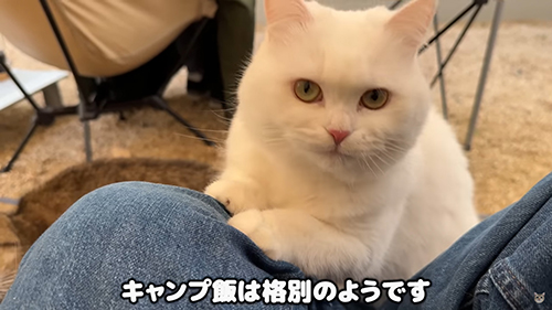 キャンプ飯は格別