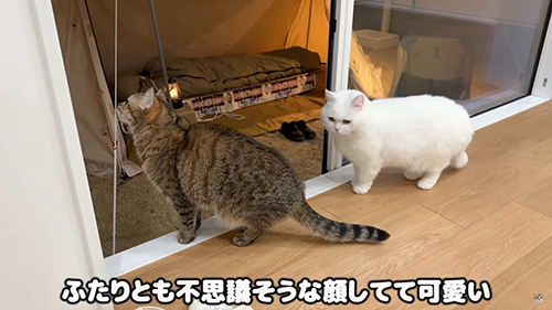 不思議そうな顔