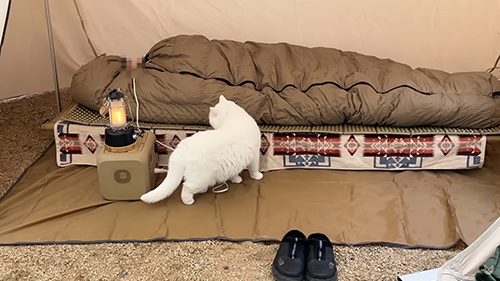 確認するポムさん