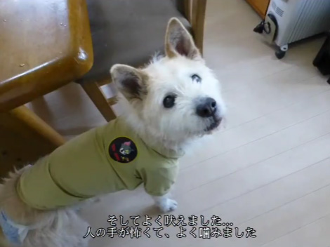 よく吠えました