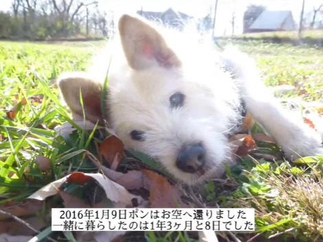 お空にかえりました